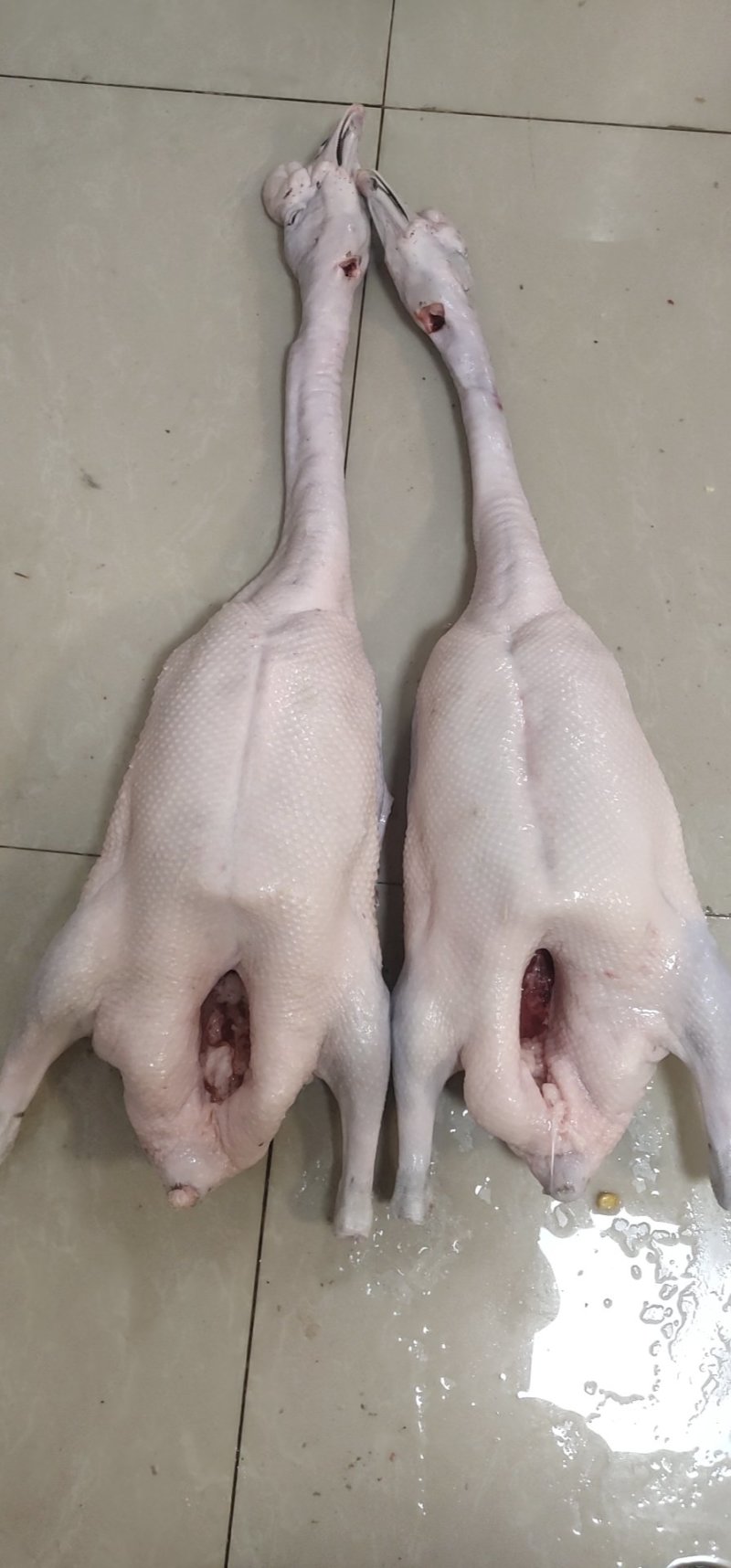 黑棕鹅