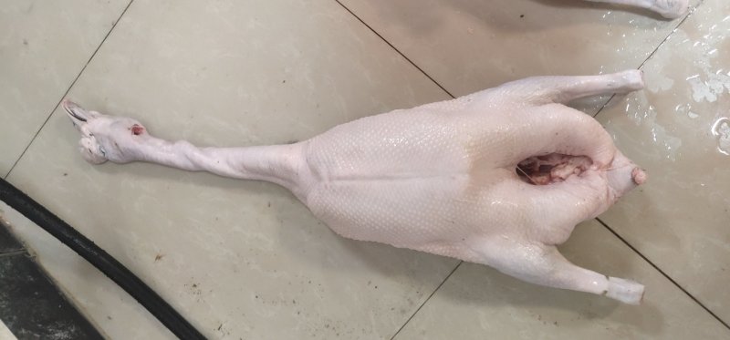黑棕鹅