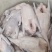 黑棕鹅