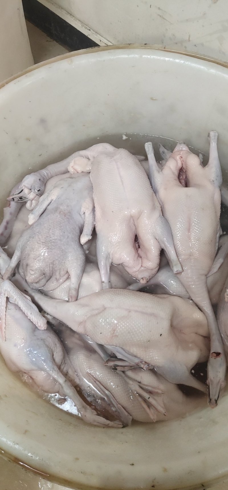 黑棕鹅