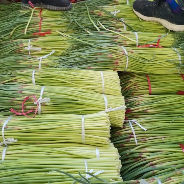 蒜苔，已快大量上市，适合发市场，超市供货