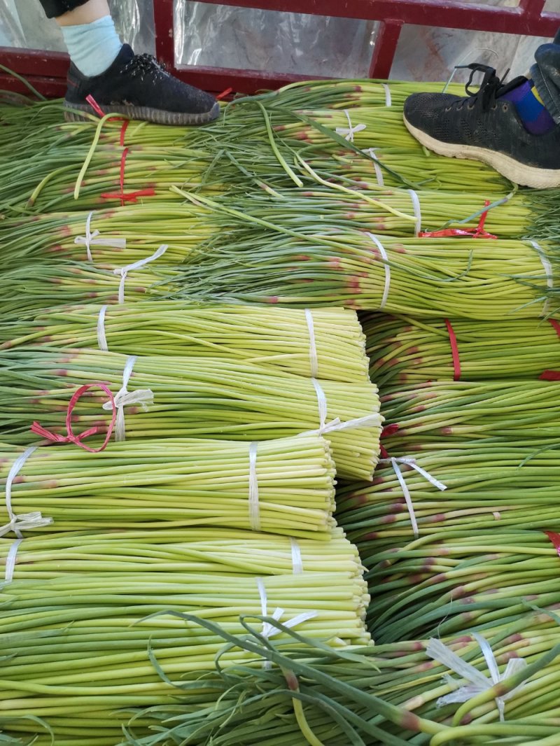 蒜苔，已快大量上市，适合发市场，超市供货
