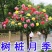 树状月季庭院花卉阳台盆栽树形树桩嫁接玫瑰花苗大花浓香四季
