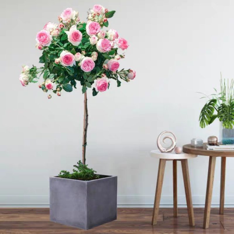 树状月季庭院花卉阳台盆栽树形树桩嫁接玫瑰花苗大花浓香四季