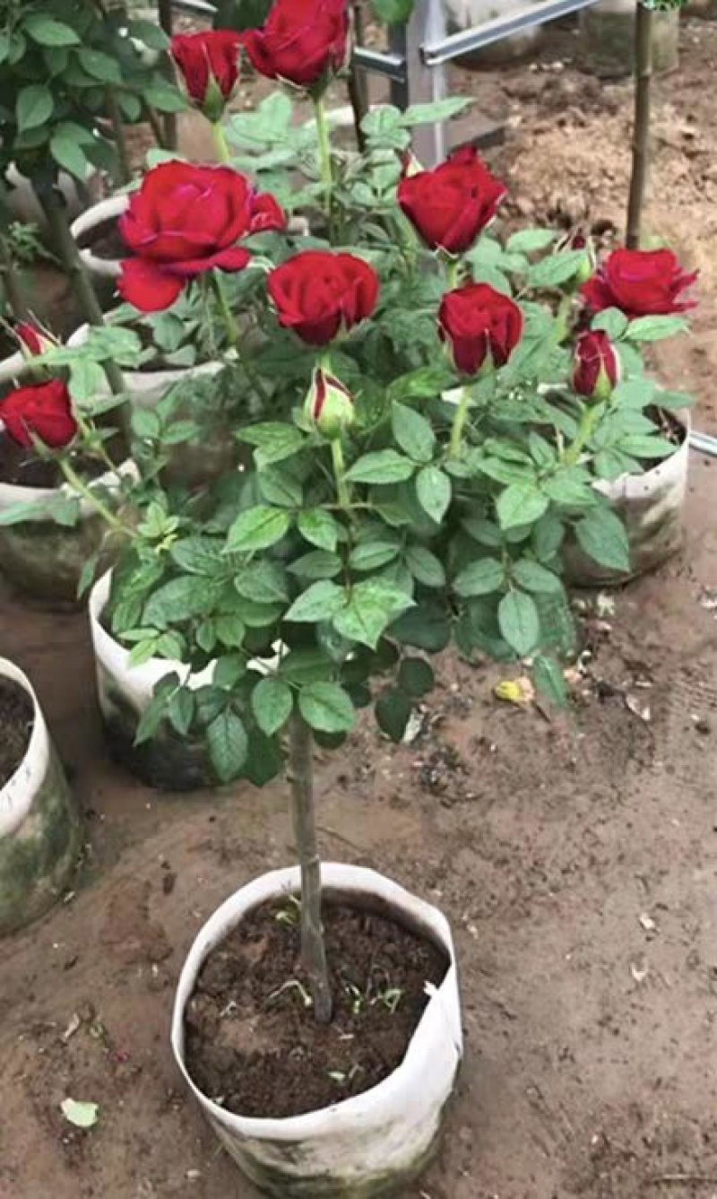 树状月季庭院花卉阳台盆栽树形树桩嫁接玫瑰花苗大花浓香四季