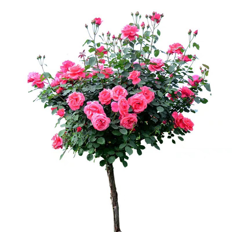 树状月季庭院花卉阳台盆栽树形树桩嫁接玫瑰花苗大花浓香四季