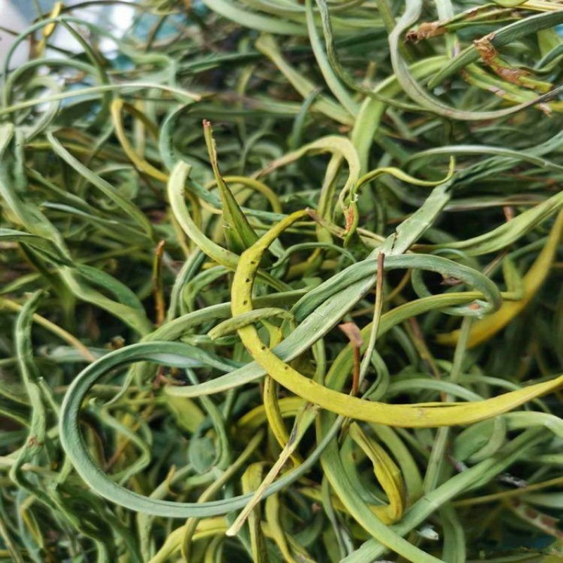 化石草，产地直供道地药材，药典标准支持线上交易