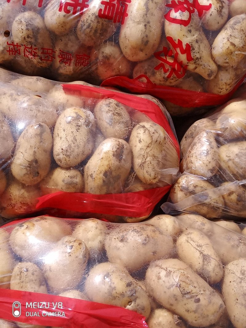 土豆，沃士5.，个头大，薯形好，皮色光，无虫眼。