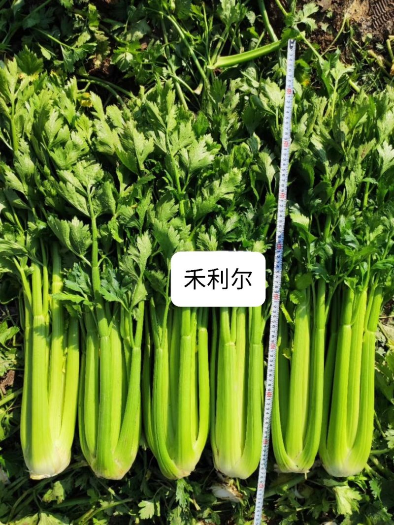 禾利尔芹菜种子高产深绿抗病强纤维少耐抽薹