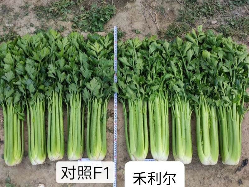 禾利尔芹菜种子高产深绿抗病强纤维少耐抽薹
