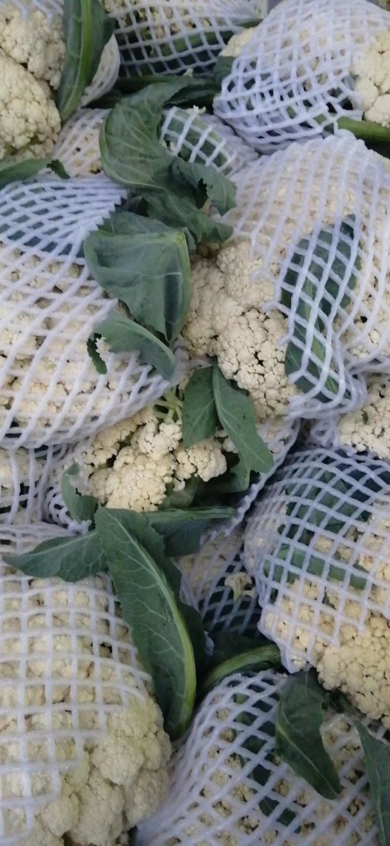 精品有机花菜河南松花菜，保证质量，全国代发，量大从优