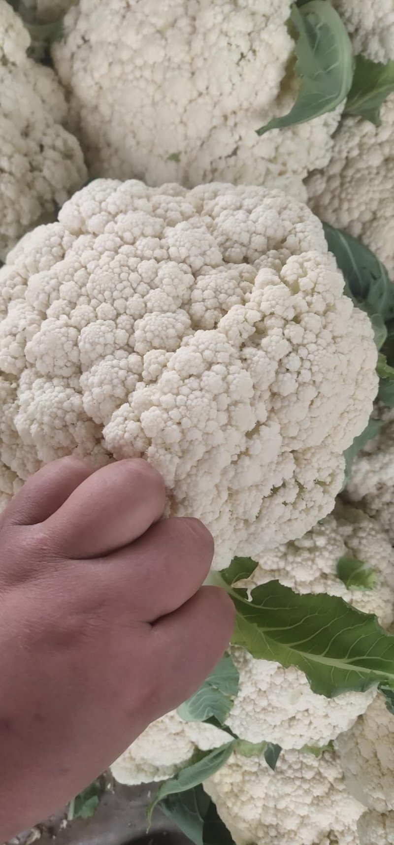 精品有机花菜河南松花菜，保证质量，全国代发，量大从优