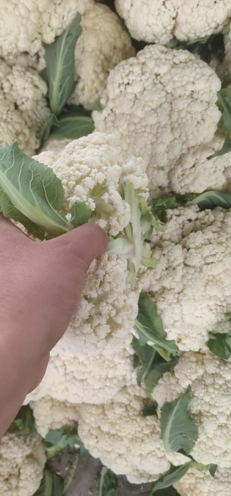 精品有机花菜河南松花菜，保证质量，全国代发，量大从优
