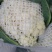 精品有机花菜河南松花菜，保证质量，全国代发，量大从优