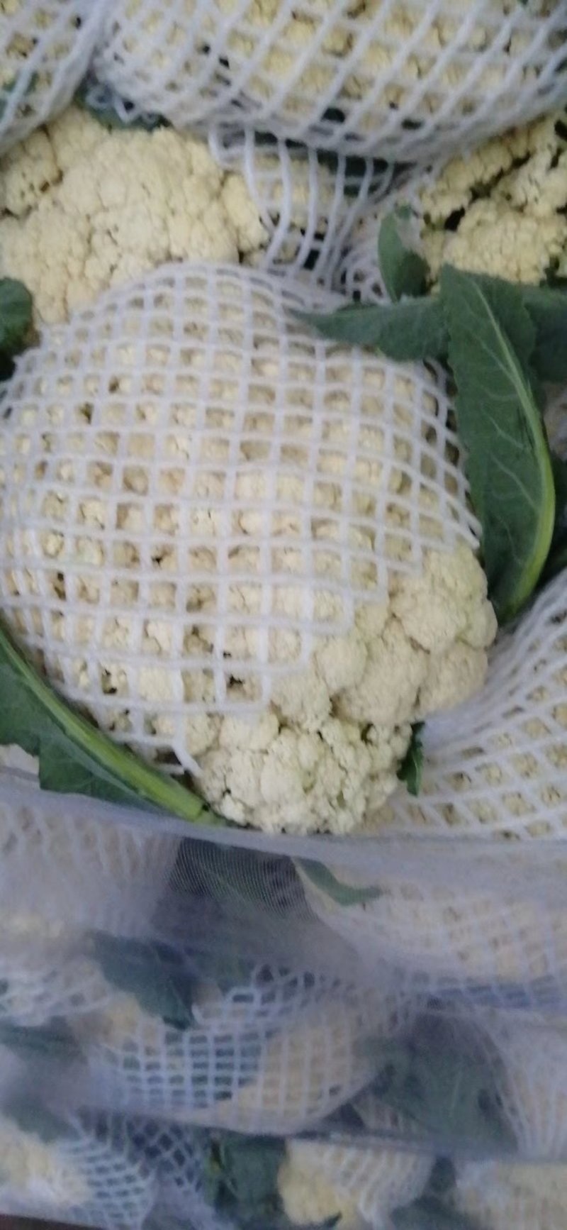 精品有机花菜河南松花菜，保证质量，全国代发，量大从优