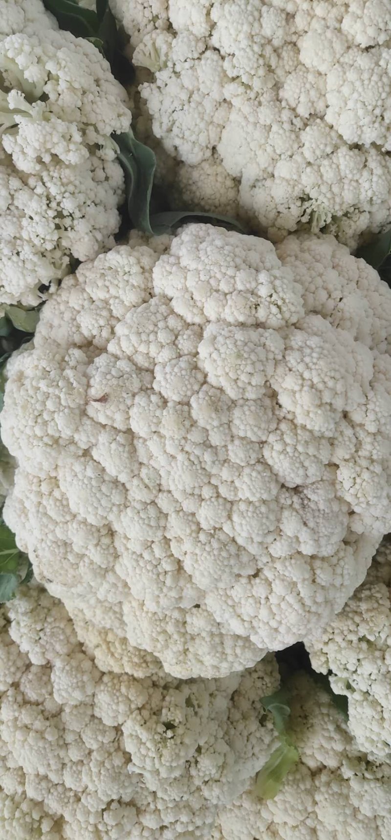 精品有机花菜河南松花菜，保证质量，全国代发，量大从优