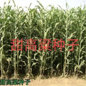 甜高粱种子，牧草种子出售，山东菏泽隆发牧业