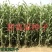 甜高粱种子，牧草种子出售，山东菏泽隆发牧业