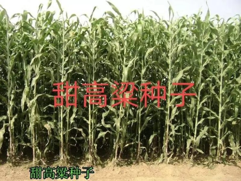 甜高粱种子，牧草种子出售，山东菏泽隆发牧业