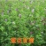 甜高粱种子，牧草种子出售，山东菏泽隆发牧业