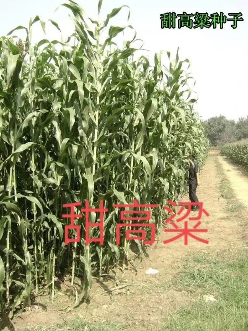 甜高粱种子，牧草种子出售，山东菏泽隆发牧业