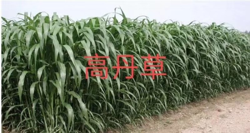 甜高粱种子，牧草种子出售，山东菏泽隆发牧业