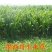 甜高粱种子，牧草种子出售，山东菏泽隆发牧业