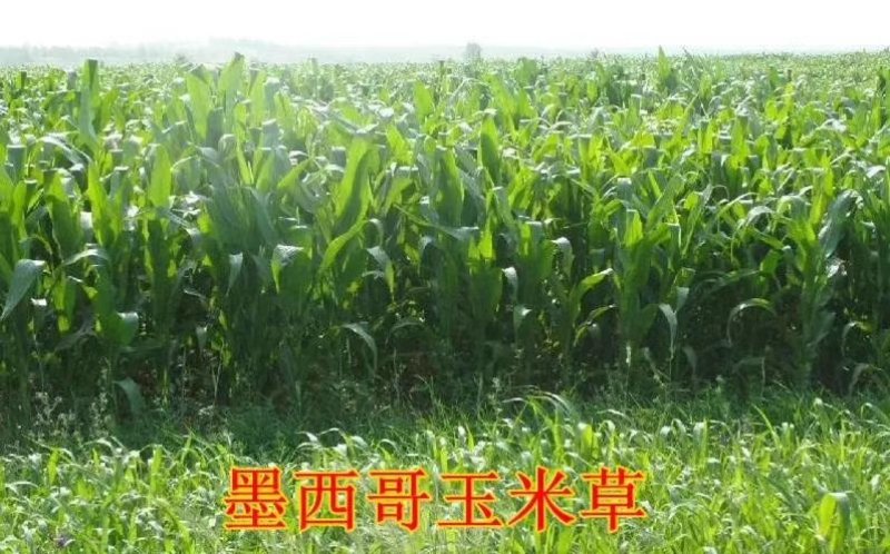 甜高粱种子，牧草种子出售，山东菏泽隆发牧业