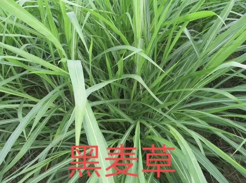甜高粱种子，牧草种子出售，山东菏泽隆发牧业