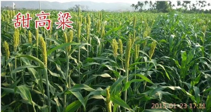 甜高粱种子，牧草种子出售，山东菏泽隆发牧业