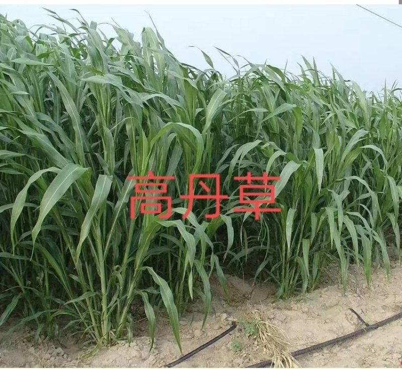 甜高粱种子，牧草种子出售，山东菏泽隆发牧业