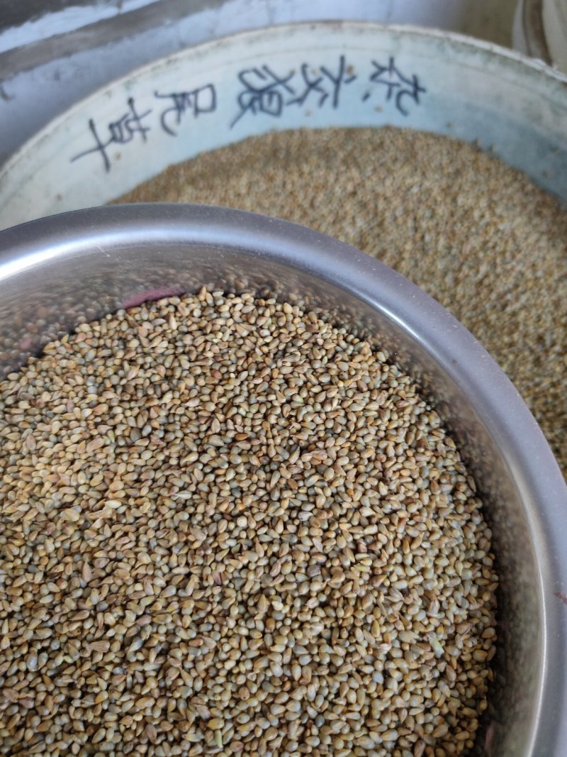 甜高粱种子，牧草种子出售，山东菏泽隆发牧业
