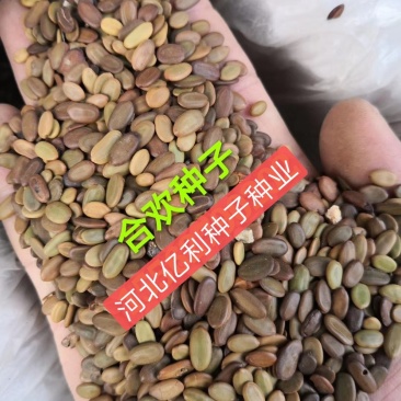 合欢种子河北红花合欢种子