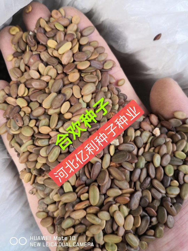 合欢种子河北红花合欢种子