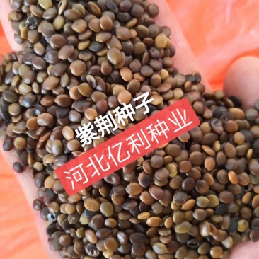 紫荆种子河北紫荆种子用质量交朋友