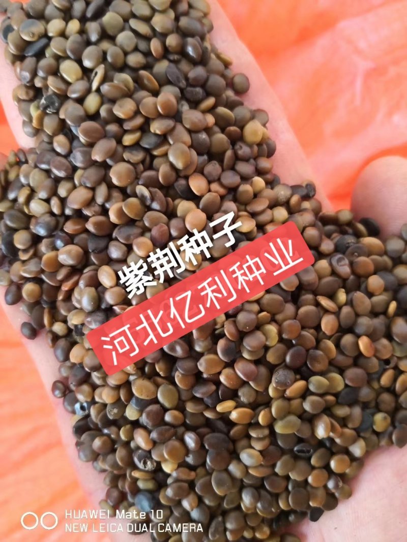 紫荆种子河北紫荆种子用质量交朋友