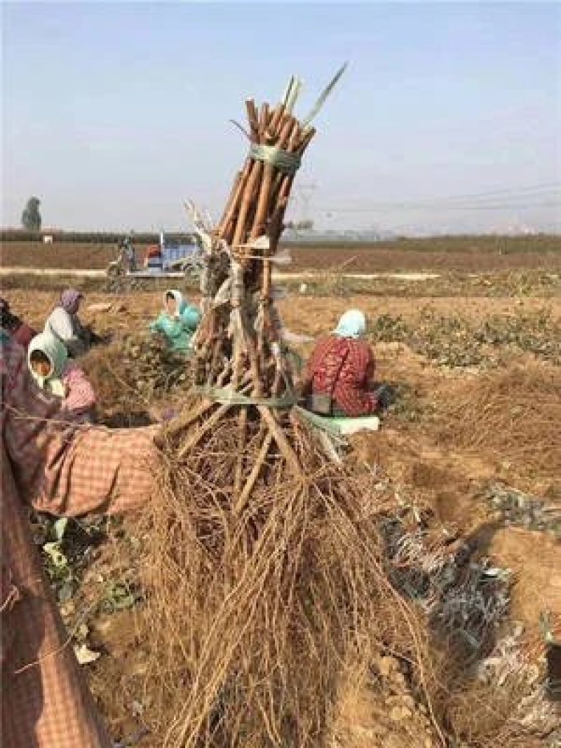 夏黑葡萄苗品种保证基地签约发苗包成活包结果，全国包邮