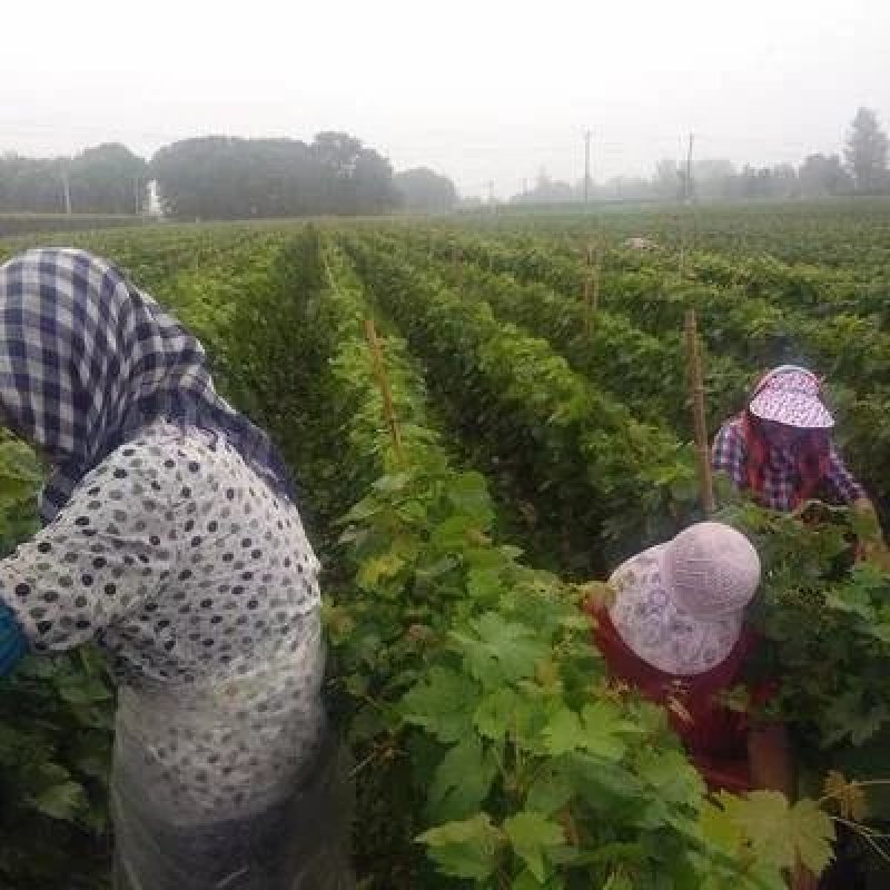 夏黑葡萄苗品种保证基地签约发苗包成活包结果，全国包邮