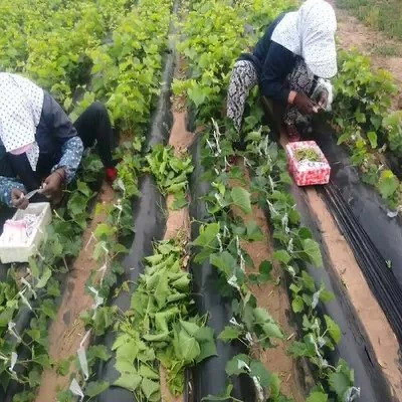夏黑葡萄苗品种保证基地签约发苗包成活包结果，全国包邮