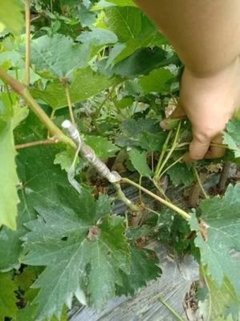 夏黑葡萄苗品种保证基地签约发苗包成活包结果，全国包邮