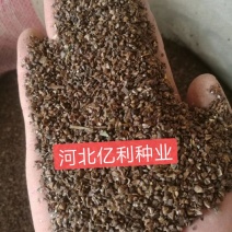 紫薇种子河北紫薇种子芽率高