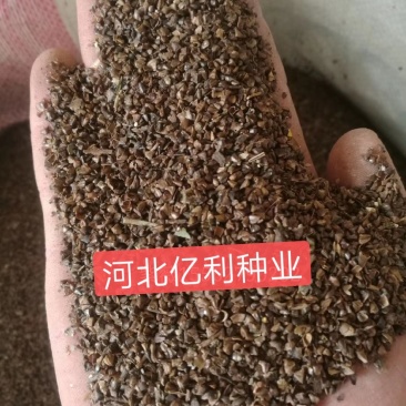 紫薇种子河北紫薇种子芽率高