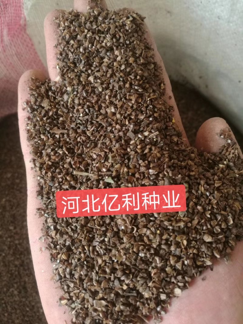 紫薇种子河北紫薇种子芽率高