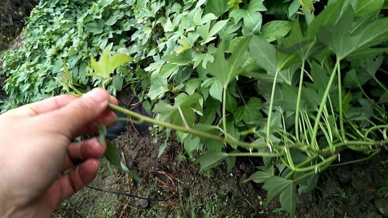 江西大田原种徐紫8号，紫罗兰（紫薯苗）
