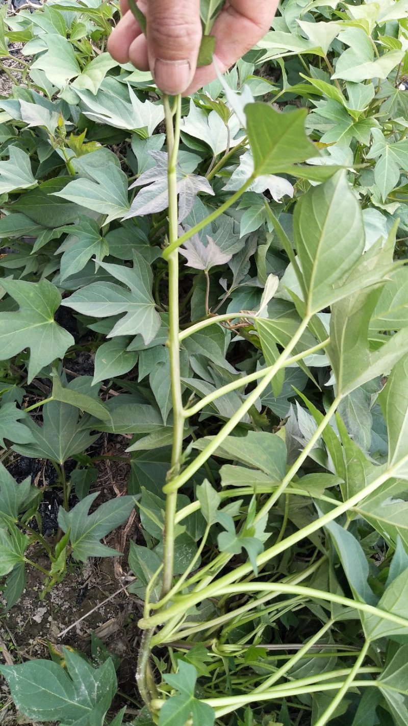江西大田原种徐紫8号，紫罗兰（紫薯苗）