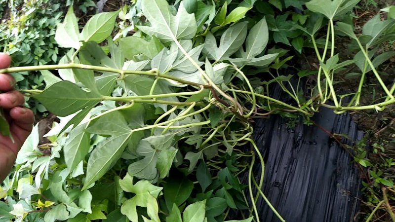 江西大田原种徐紫8号，紫罗兰（紫薯苗）