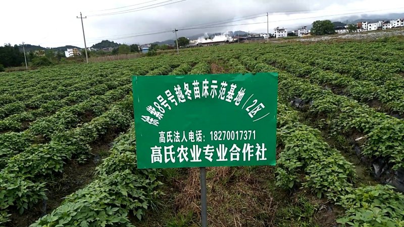 江西大田原种徐紫8号，紫罗兰（紫薯苗）