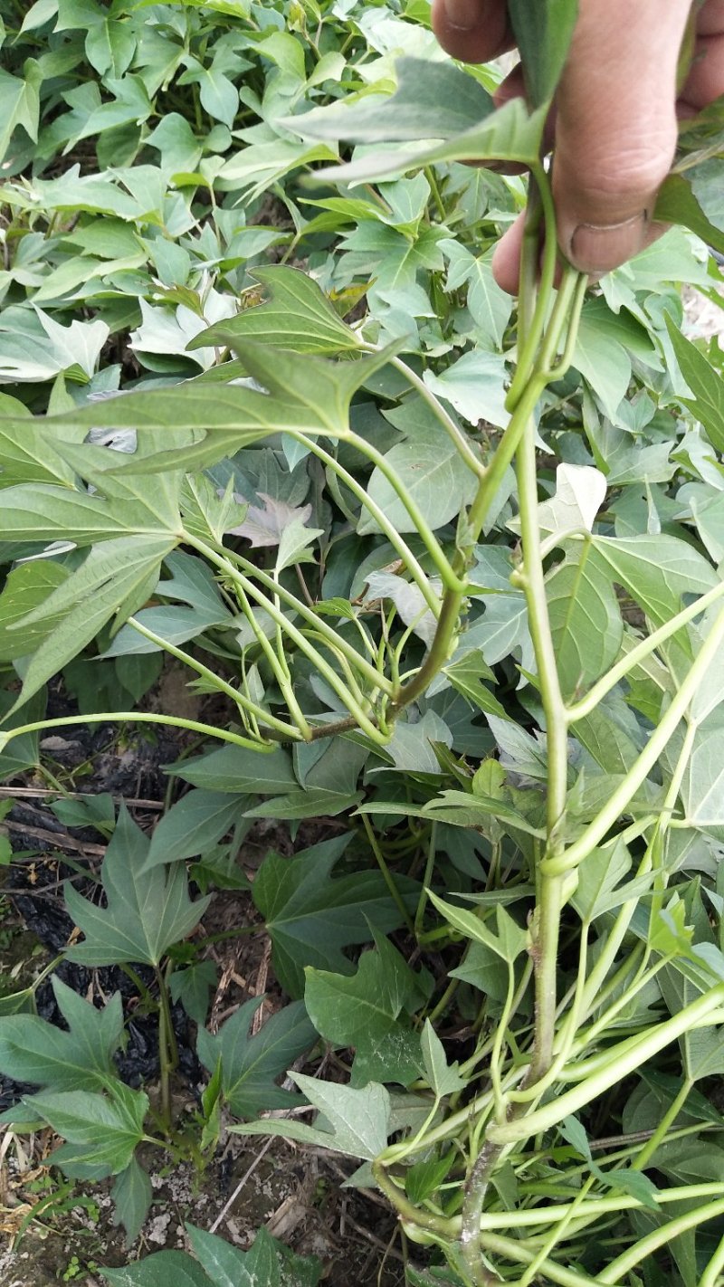 江西大田原种徐紫8号，紫罗兰（紫薯苗）