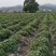 江西大田原种徐紫8号，紫罗兰（紫薯苗）
