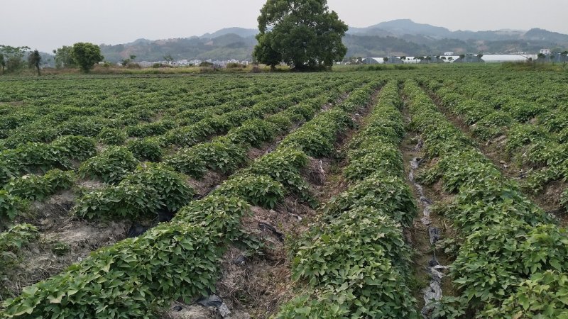 江西大田原种徐紫8号，紫罗兰（紫薯苗）